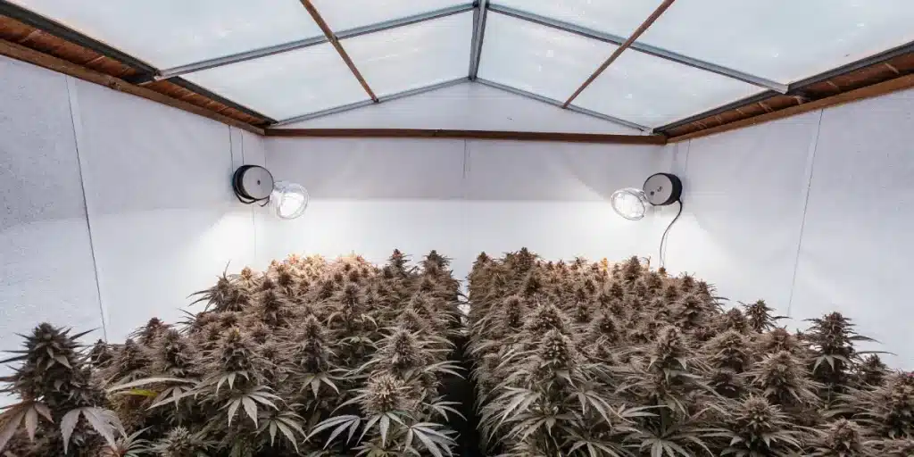 serre intérieure remplie de plants de cannabis mûrs sous lumière blanche