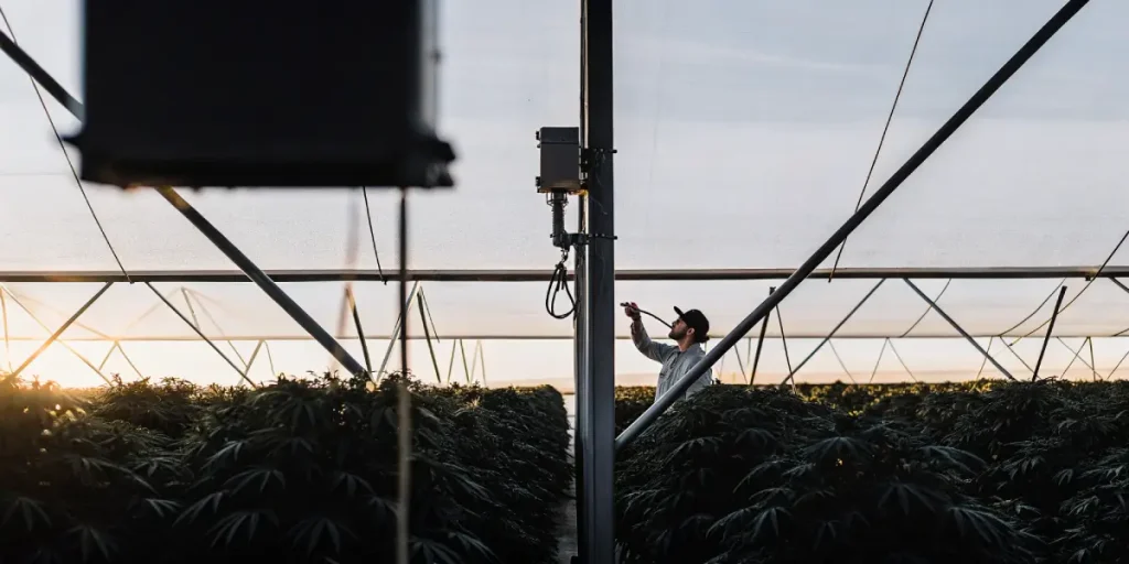 Technicien debout dans une serre mesurant l'intensité lumineuse au-dessus d'un champ de cannabis.