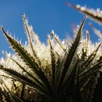 Trichomes de cannabis couverts de rosée scintillant au soleil du matin, montrant une forte concentration de résine.