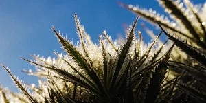 Trichomes de cannabis couverts de rosée scintillant au soleil du matin, montrant une forte concentration de résine.