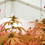 Culture de cannabis sous lampes LED roses dans une serre intérieure moderne