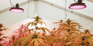 Culture de cannabis sous lampes LED roses dans une serre intérieure moderne