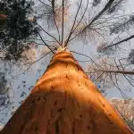 Arbre dominant observé en contre-plongée dans une forêt dense, avec tronc massif et canopée élevée.