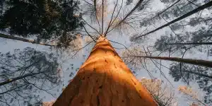 Arbre dominant observé en contre-plongée dans une forêt dense, avec tronc massif et canopée élevée.