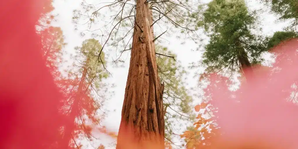 Arbre élancé en forêt entouré de végétation, avec effet de flou coloré au premier plan et lumière diffuse.