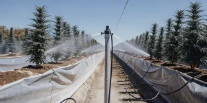 Culture de cannabis en extérieur avec système d’irrigation automatique arrosant les plantes sous un ciel ensoleillé.
