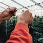 Jardinier expérimenté attachant une plante de cannabis en serre à l’aide de ficelles pour améliorer le palissage et la structure de croissance.