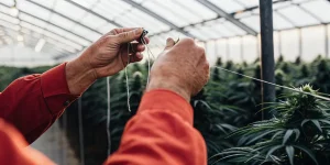 Jardinier expérimenté attachant une plante de cannabis en serre à l’aide de ficelles pour améliorer le palissage et la structure de croissance.