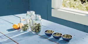 Bocaux en verre contenant des têtes de cannabis soigneusement conservées sur une table en bois près d’une fenêtre