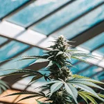 Bourgeon apical de cannabis en phase de floraison avancée, cultivé sous serre avec une structure vitrée laissant passer une lumière naturelle homogène, idéal pour analyser la croissance verticale et la densité florale.
