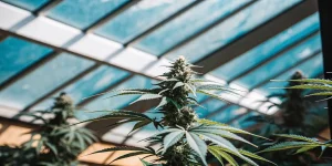 Bourgeon apical de cannabis en phase de floraison avancée, cultivé sous serre avec une structure vitrée laissant passer une lumière naturelle homogène, idéal pour analyser la croissance verticale et la densité florale.