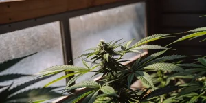 Bourgeon apical de cannabis en pleine floraison sous lumière naturelle dans une serre