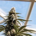 Bourgeon principal de cannabis en floraison cultivé en serre, avec trichomes visibles et feuilles vertes sous ciel bleu.