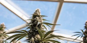 Bourgeon principal de cannabis en floraison cultivé en serre, avec trichomes visibles et feuilles vertes sous ciel bleu.
