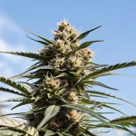 Gros plan d’un cola de cannabis résineux en extérieur sous un ciel bleu.