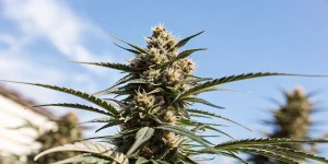 Gros plan d’un cola de cannabis résineux en extérieur sous un ciel bleu.