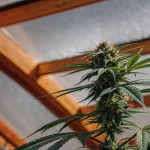 Cannabis flowering plant growing inside a greenhouse with a wooden roof and visible buds.