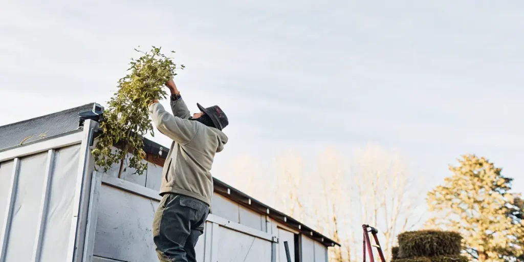 Cannabis harvest loading truck avec ouvrier soulevant des branches vers la benne.