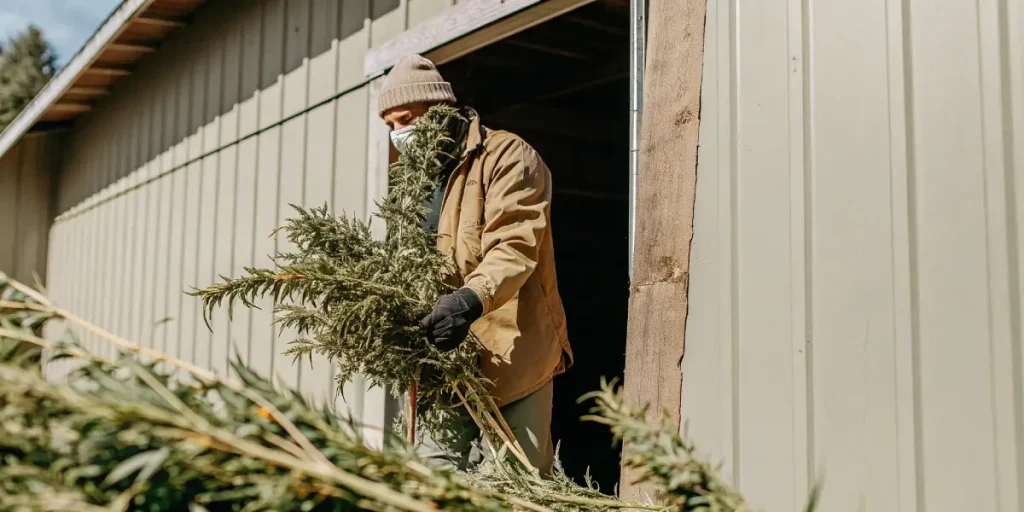 Cannabis harvest worker barn tenant une grande branche récoltée devant un hangar.