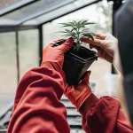 A close-up view of a cannabis seedling during transplanting, carefully handled inside a greenhouse to support healthy early-stage growth.