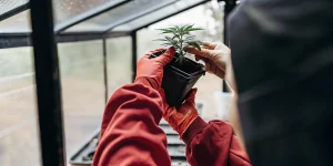 A close-up view of a cannabis seedling during transplanting, carefully handled inside a greenhouse to support healthy early-stage growth.