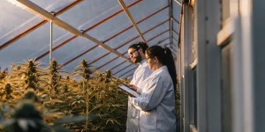 Chercheurs observant des plantes de cannabis en serre, tenant une tablette au milieu d’une culture dense.