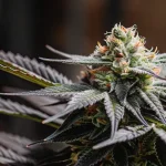 Closeup dark cannabis bud avec tête compacte sombre, trichomes brillants et feuilles effilées.
