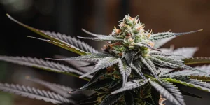 Closeup dark cannabis bud avec tête compacte sombre, trichomes brillants et feuilles effilées.