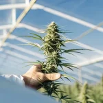 Cultivateur examinant une plante de cannabis en serre, tenant une tête florale sous une structure transparente.