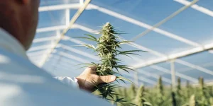 Cultivateur examinant une plante de cannabis en serre, tenant une tête florale sous une structure transparente.