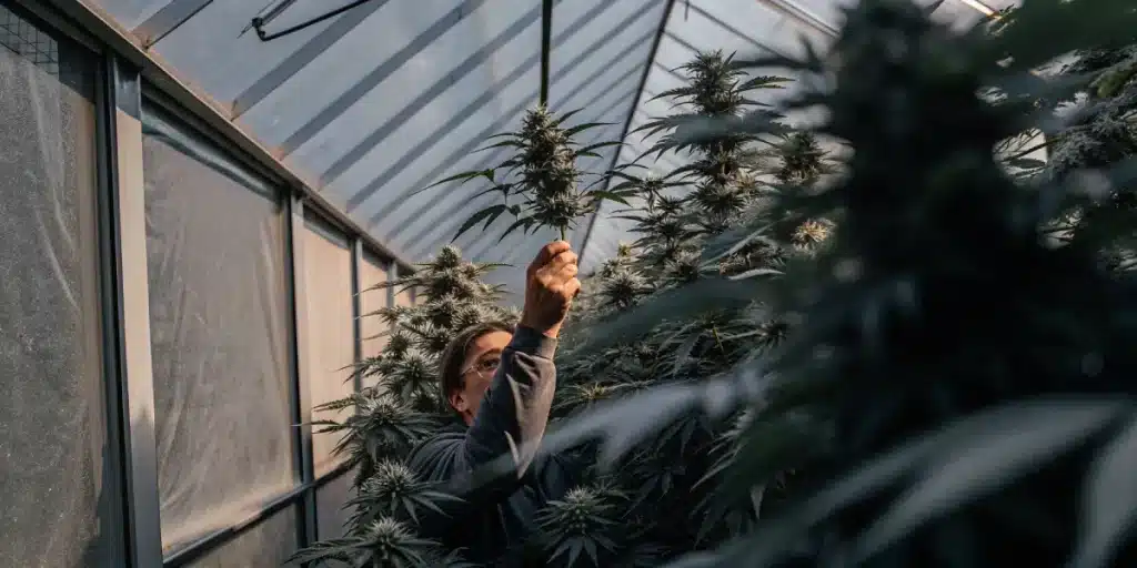 Cultivateur expérimenté examinant une plante de cannabis mature dans une serre professionnelle