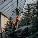Cultivateur expérimenté examinant une plante de cannabis mature dans une serre professionnelle
