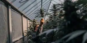 Cultivateur expérimenté examinant une plante de cannabis mature dans une serre professionnelle