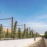 Culture de cannabis en extérieur avec des plantes alignées en rangées sous un ciel bleu, soutenues par des structures de palissage.