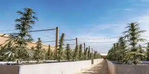 Culture de cannabis en extérieur avec des plantes alignées en rangées sous un ciel bleu, soutenues par des structures de palissage.