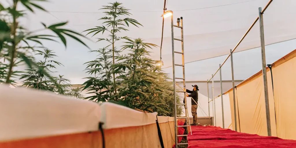 Culture de cannabis en extérieur sous serre avec éclairage artificiel et plantes en pleine croissance