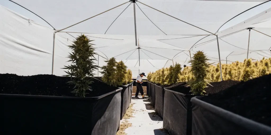 Culture de cannabis sous tunnel avec plantes matures cultivées en grands conteneurs textiles