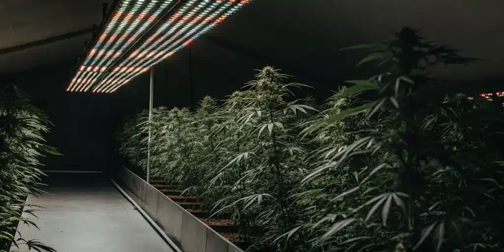 Culture de cannabis en intérieur avec éclairage LED horticole dans un environnement contrôlé.