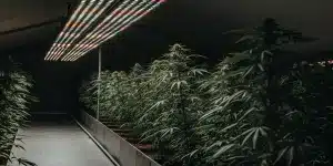 Culture de cannabis en intérieur avec éclairage LED horticole dans un environnement contrôlé.