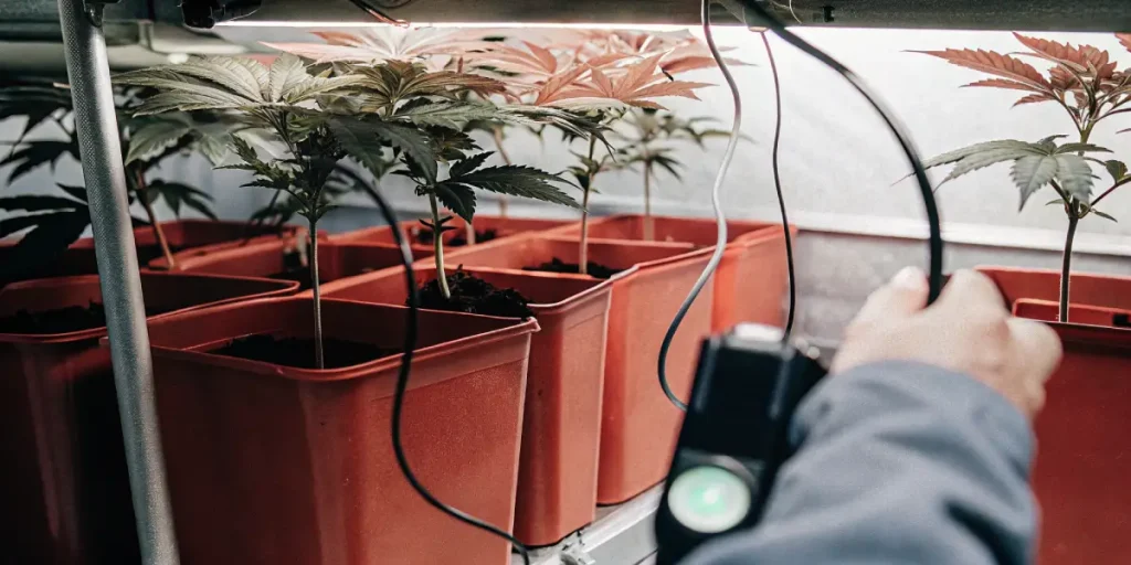 Culture indoor de cannabis avec plants en pots rouges sous éclairage LED, illustrant un environnement contrôlé idéal pour la phase végétative.