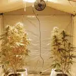 Plantes de cannabis matures poussant dans une tente intérieure éclairée avec un espace organisé.