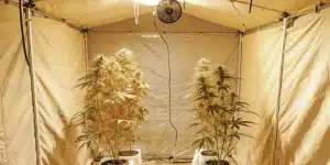 Plantes de cannabis matures poussant dans une tente intérieure éclairée avec un espace organisé.
