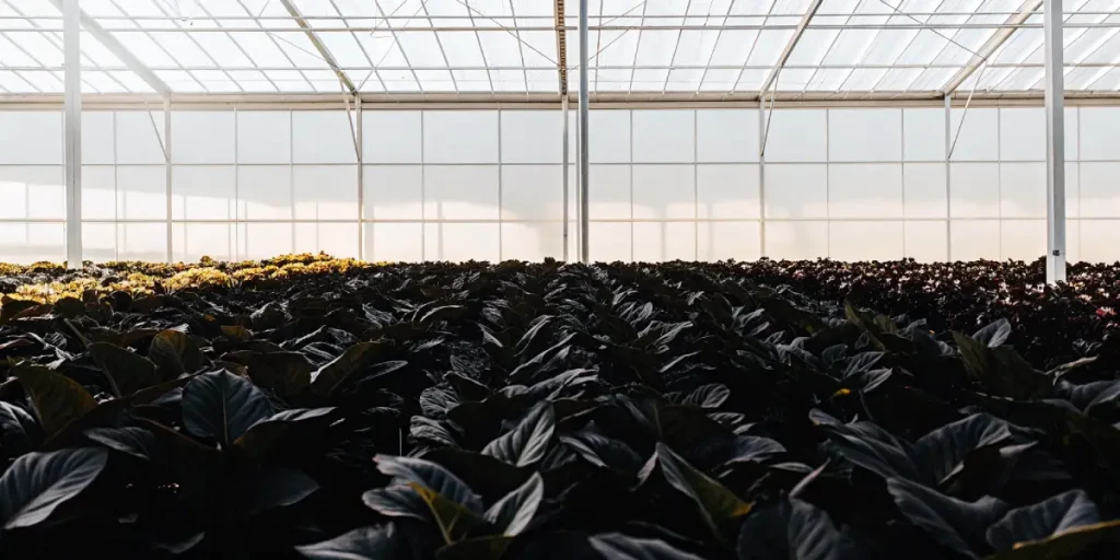 Culture intensive de cannabis en serre industrielle, montrant de vastes rangées de plantes en pleine croissance sous une structure vitrée.