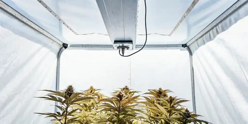 Têtes de cannabis mûres sous une lumière blanche puissante dans une tente de culture intérieure.