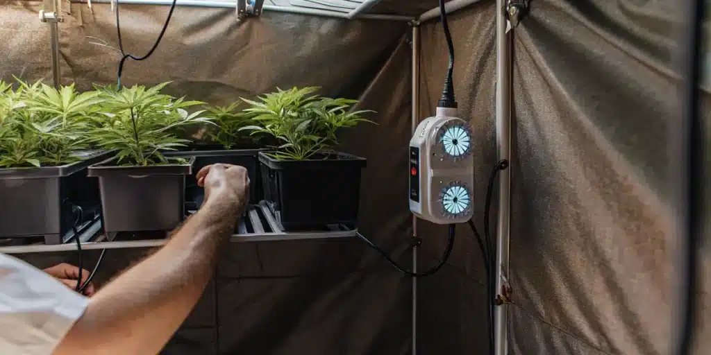 Jeunes plants de cannabis cultivés en intérieur avec système de contrôle climatique et ventilation