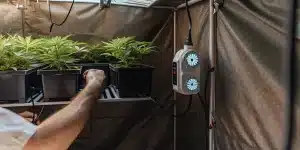Jeunes plants de cannabis cultivés en intérieur avec système de contrôle climatique et ventilation
