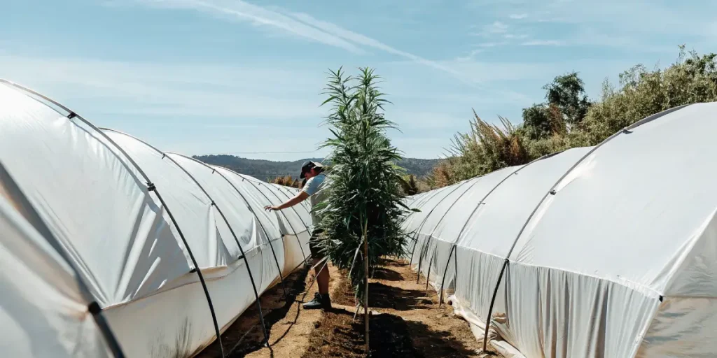 Culture intérieure de cannabis sous panneaux LED alignés.