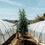 Culture intérieure de cannabis sous panneaux LED alignés.