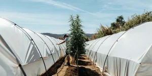 Culture intérieure de cannabis sous panneaux LED alignés.