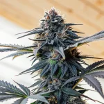 Dark purple cannabis cola closeup showcasing dense trichomes and vibrant pistils.